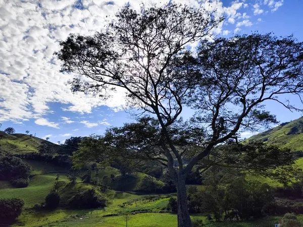 Görkemli yalnız bir ağaç, yemyeşil bir tarlayla çevrili, beyaz bulutlu mavi bir gökyüzüne karşı duruyor..