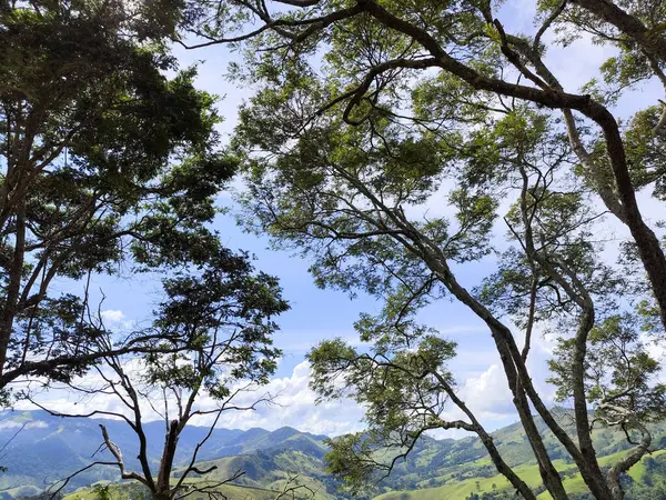 Arkadaki aşırı büyümüş dağların nefes kesici manzarası. Mavi gökyüzüne doğru uzanan gölgeli ağaçlar tarafından çerçevelenmiş. Sakince süzülen beyaz bulutlar. Cunha SP