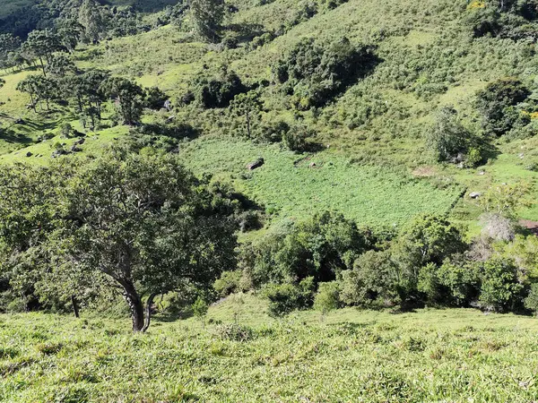 Dağınık ağaçlar ve yemyeşil bitkilerle dolu güzel bir panoramik manzara, yumuşak bir tepenin üzerine yayılmış, doğayla uyum ve sükunet hissi uyandırıyor..