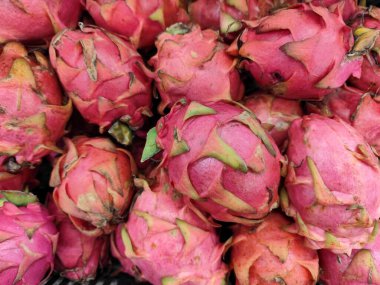 Pembe ve yeşil tonlarında canlı derileri olan taze ejderha meyveleri bolluğu. Yakın çekim benzersiz dokuyu ve belirgin sivilceleri gösteriyor. Tazelik ve canlılık hissi uyandırıyor..