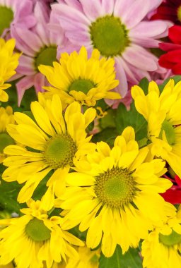 Arkaplanda zarif pembe ve kırmızı çiçeklerin eşlik ettiği yemyeşil sarı çiçeklerden oluşan canlı bir çiçek düzeneği.