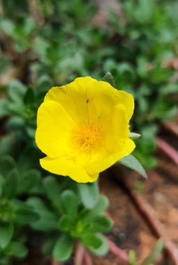 Canlı ve narin bir purslane çiçeği. Portekiz çiçek açmış, parlak yapraklarını ve sulu yapraklarını sergiliyor..