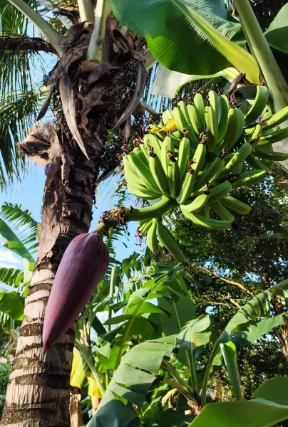 Bir grup olgunlaşmamış muz, açık mavi bir gökyüzünün altında, güneş ışığında yavaşça sallanan yeşil yapraklarla çerçevelenmiş bir muz ağacına zarif bir şekilde asılır.