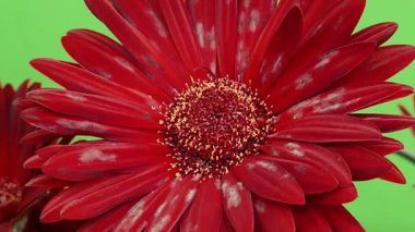 Kırmızı Gerbera 'nın sersemletici yakın çekimi, canlı yapraklar ve çiçek detaylarını gösteriyor..