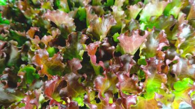 Yerel bir markette düzgünce yerleştirilmiş taze marul tohumları..