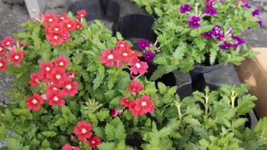 Çiçek veya çiftçi pazarında sergilenen küçük, narin çiçeklerin yakın çekimi