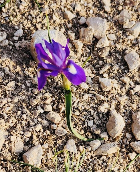 spring flowers in the park