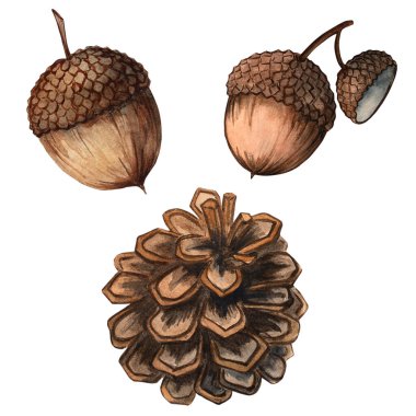 Suluboya meşe palamudu ve kozalak klitorisi seti. Kırsal tasarımlar, tebrik kartları, sonbahar dekorasyonları veya orman temalı projeler için yüksek kaliteli el boyaması orman unsurları.