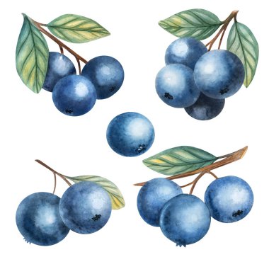 El boyası suluboya yaz yaban mersini seti. Paketleme tasarımı, etiketler, tebrik kartları, mutfak dekorasyonu ve DIY projeleri için mükemmel.