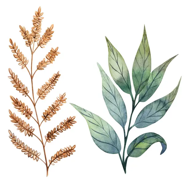 Botanik dal ve bitkilerden oluşan suluboya bir set. Doğal yeşil tonlarda elle boyanmış yapraklar ve yapraklar. Köy tasarımı, düğün davetiyeleri, markalaşma ve bahçe temalı projeler için ideal.