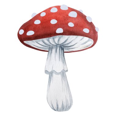 Beyaz noktalı kırmızı sineksi mantarın el boyası çizimi. Rus masallarından ve orman folklorundan esinlenerek, bebek odası dekorasyonu için mükemmel, sonbahar kartları, ambalajlar, davetiyeler, çocuk kitapları ve orman temalı projeler.