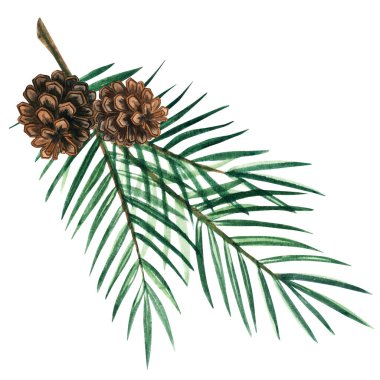 Rus peri masalı tarzı botanik illüstrasyonlu suluboya çam dalı, çocuk resimleri, kartlar, ambalajlar, kış dekorları ve orman davetiyeleri için elle boyanmış orman unsuru.