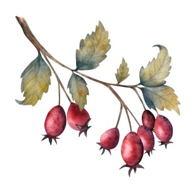 Yapraklı kırmızı güllerin suluboya çizimi. Bitkisel tasarımlar, sonbahar kompozisyonları, mutfak dekorasyonu, eko paketleme, sağlık ürünleri ve botanik projeleri için ideal