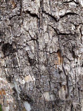 Karmaşık dokular ve doğal desenler sergileyen kaba ağaç kabuğunun detaylı fotoğrafları, doğanın saf güzelliğini ve karmaşıklığını anımsatıyor..