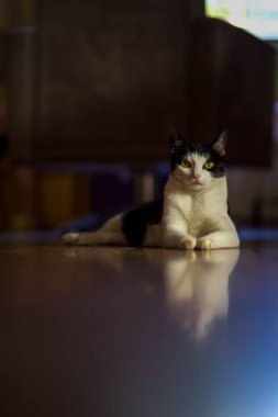 Sakin, siyah ve beyaz evcil bir kedi, delici sarı gözlü, tahta bir zeminde rahatça yatıyor..