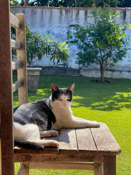 Güneşli bir bahçede, tahta bir sandalyede huzur içinde dinlenen siyah beyaz bir kedi..
