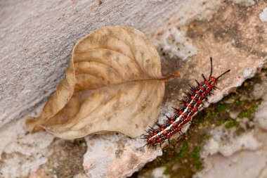 Detailed close-up of a vibrant caterpillar with black spines next to a dry, rolled-up brown leaf on a textured surface. clipart