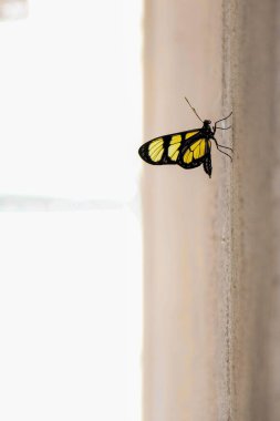Kelebeğin karmaşık ayrıntılarını ve canlı renklerini vurgulayan yumuşak, aydınlık bir arka planı olan dokulu bir duvara tünemiş siyah ve sarı bir kelebeğin yakın plan fotoğrafı..