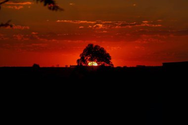 Trees silhouetted against a vibrant red and orange sunset sky, with scattered clouds creating a dramatic evening atmosphere. clipart