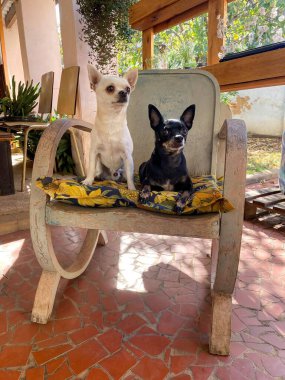 Beyaz Chihuahua ve siyah bir Pinscher, rahat, güneşli bir terasta, dekoratif bir yastıkla birlikte eski bir tahta sandalyede oturuyorlar..