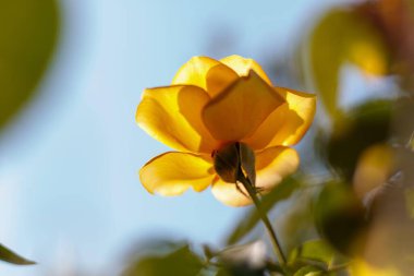 Parlak sarı bir gül, açık mavi bir gökyüzüne yansımış, güneş ışığı yapraklarını aydınlatıyor, ışığın ve gölgenin karşıtlığını yaratıyor, doğanın güzelliğini yansıtıyor..