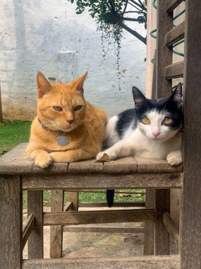 Turuncu bir kedi ve siyah beyaz bir kedi kırsal bir bahçedeki ahşap sandalyeye uzanmış, sakin ve rahat bir atmosfer yayıyorlar..