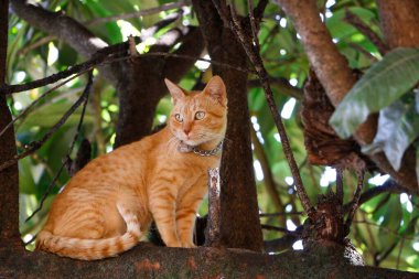 A ginger tabby cat wearing a collar perched attentively on a large tree branch surrounded by dense green foliage. clipart