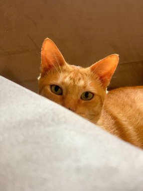 Meraklı turuncu bir kedi, parlak kürklü, bir çıkıntının üzerinde, onun ifade yeşil gözleri odaklanmış ve meraklı, sıcak, kapalı bir ortamda ince ışıklandırmalı.