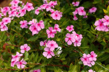 Canlı pembe menekşe çiçekleri (Catharanthus gülü) ile dolu bir bahçe zengin yeşil yeşillik bir zemin üzerine kurulmuş, canlı ve canlı bir açık hava atmosferi yaratır..