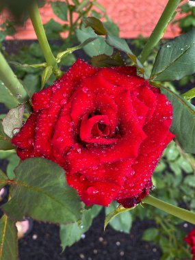 Canlı kırmızı bir gülü yakından çek, yapraklarının üzerine çiğ damlaları damlasın, yemyeşil yapraklarla çevrili, doğanın güzelliğini ve tazeliğini yakala..