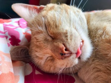 Tek gözlü, engelli siyam kedisi parlak, açık mavi gökyüzüne karşı garip bir ifadeyle kambur kaldı. Perspektif kedilerin ayırt edici palto desenlerini ve dik kulakları vurgular.