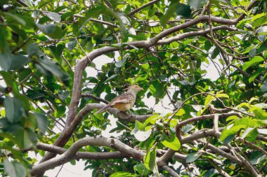 Yoğun yeşil yaprakların arasında, güzel beyaz boğazlı anu kuşu, bereketli bir çevrede doğanın huzurunu ve biyolojik çeşitliliğini yakalıyor..