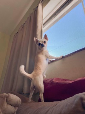 Meraklı bir Chihuahua, yumuşak yastıklar ve uzaya sıcaklık katan perdelerle çevrili, güneşli bir odanın penceresinden dışarı bakar..