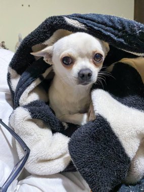 Küçük bir Chihuahua, tüylü siyah ve beyaz bir battaniyenin içine kıvrılmış, büyük, anlamlı gözlerle dışarı bakıyor.. 
