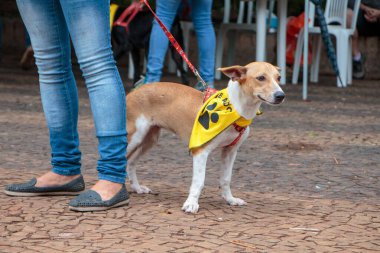 Tasmalı küçük kahverengi ve beyaz bir köpek, açık hava etkinliği sırasında mavi kotlu birinin yanında duran pençe izli sarı bir bandana takıyor..