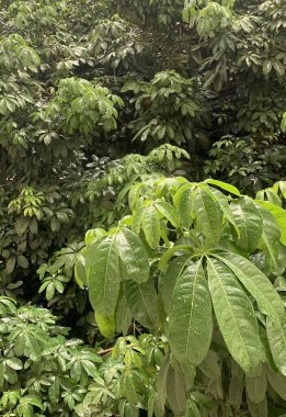 Yağmurla ıslanmış bir ağacın çok yeşil yaprakları. 
