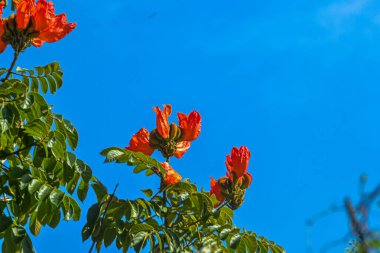 Viso silhuetada de linhas de energia se estendendo pelo cu ao anoitecer, emolduradas pela silhueta de rvores. O cu muda de um gradiente brilhante para um azul profundo, criando um contraste gritante. 