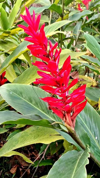 Parlak kırmızı çiçeklerin gür bir kızıllığı doğal ortamdaki canlı yeşil yapraklar arasında göze çarpar. Tropikal bitki örtüsünün güzelliği bir huzur ve doğayla bağlantıyı çağrıştırıyor..