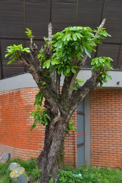 Bükülmüş gövdesi ve yemyeşil yaprakları olan eski ve dayanıklı bir ağaç kırmızı tuğla duvarlar ve metal yapılardan oluşan bir zemine karşı duruyor ve kentsel bir çevrede doğanın esnekliğini vurguluyor..