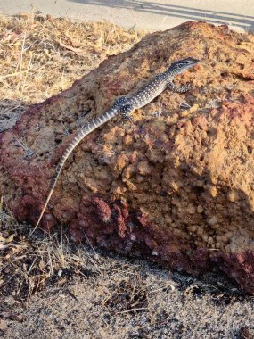 Juvenile Gould's Monitor sunbathing on a rock full view clipart