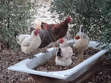 Çalı otlağındaki küvette bir tutam tavuk.