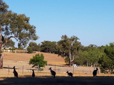 Silhouette of kangaroos in a paddock clipart