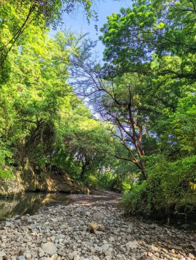 Lush Green Trees and Rocks Around the River clipart