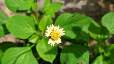 The beauty of Tridax procumbens flowers in the morning clipart