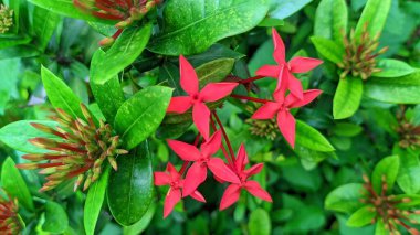 Ixora Kırmızı Çiçekleri Sabah Çiçek Açar 