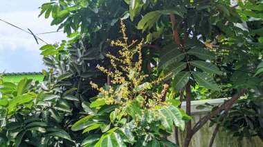 Kalın mango meyveleri evin bahçesinde yetişecek.