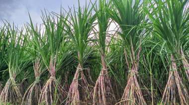 Bulutlu bir gökyüzünün altında şeker kamışı tarlası