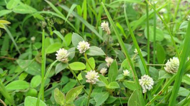 Gomphrena serrata ve Yaban Çiçeği