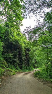 Ormanda yol, yeşil ve gölgeli ağaçlar