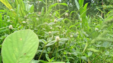 yeşil yapraklar, bitkiler ve yapraklar